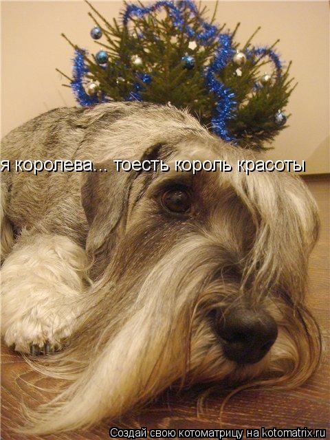 Котоматрица: я королева... тоесть король красоты