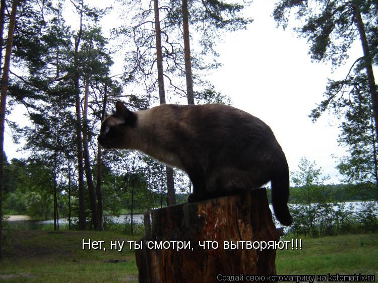 Нет, ну ты смотри, что вытворяют!!!... Котоматрица: Нет, ну ты смотри, что вытворяют!!!
