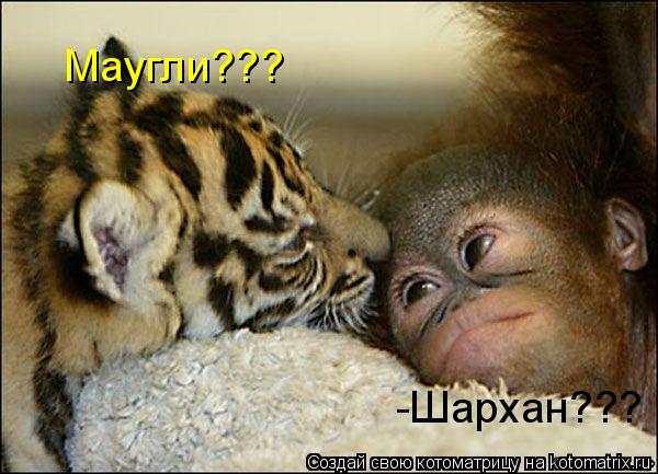 -Шархан??? Маугли???... Котоматрица: -Шархан??? Маугли???