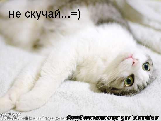 не скучай...=)... Котоматрица: не скучай...=)