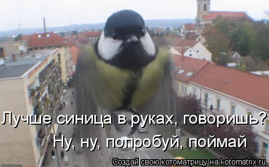 Лучше синица в руках, говоришь? Ну, ну, попробуй, поймай... Котоматрица: Лучше синица в руках, говоришь? Ну, ну, попробуй, поймай