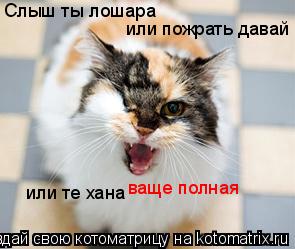 Слыш ты лошара или пожрать давай или те хана ваще полная... Котоматрица: Слыш ты лошара или пожрать давай или те хана ваще полная