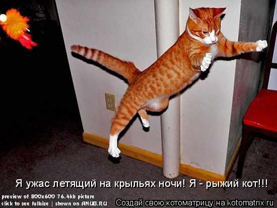 Я ужас летящий на крыльях ночи! Я - рыжий кот!!!... Котоматрица: Я ужас летящий на крыльях ночи! Я - рыжий кот!!!