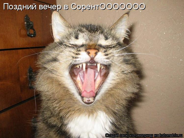 Поздний вечер в СорентООООООО... Котоматрица: Поздний вечер в СорентООООООО