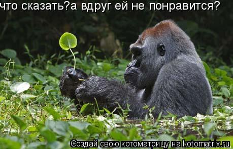 что сказать?а вдруг ей не понравится?... Котоматрица: что сказать?а вдруг ей не понравится?