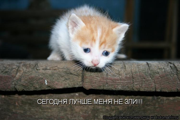 СЕГОДНЯ ЛУЧШЕ МЕНЯ НЕ ЗЛИ!!!... Котоматрица: СЕГОДНЯ ЛУЧШЕ МЕНЯ НЕ ЗЛИ!!!