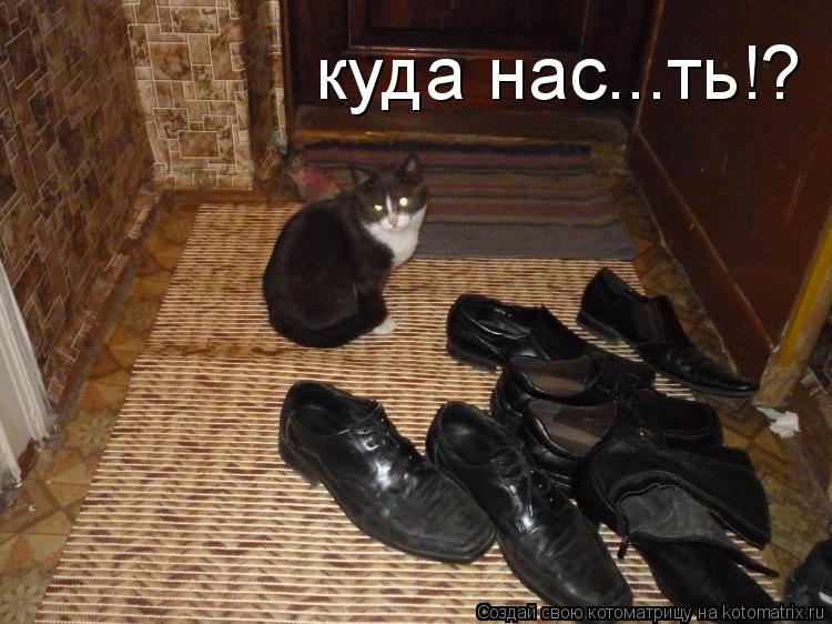 куда нас...ть!?... Котоматрица: куда нас...ть!?