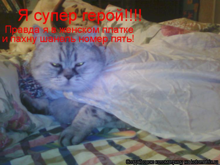 Я супер герой!!!! Правда я в женском платке и пахну шанель номер пять!... Котоматрица: Я супер герой!!!! Правда я в женском платке и пахну шанель номер пять!