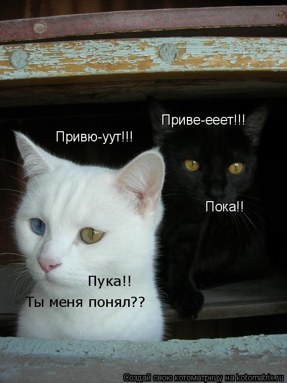 Приве-ееет!!! Привю-уут!!! Пока!! Пука!! Ты меня понял??... Котоматрица: Приве-ееет!!! Привю-уут!!! Пока!! Пука!! Ты меня понял??