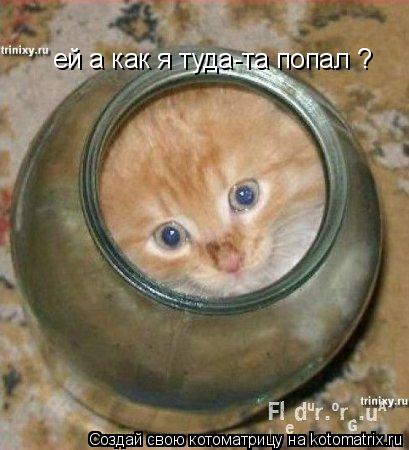 ей а как я туда-та попал ?... Котоматрица: ей а как я туда-та попал ?