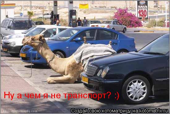 Ну а чем я не транспорт? :)... Котоматрица: Ну а чем я не транспорт? :)