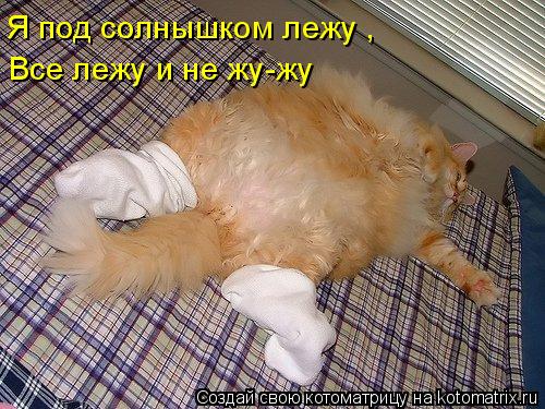 Я под солнышком лежу , Все лежу и не жу-жу... Котоматрица: Я под солнышком лежу , Все лежу и не жу-жу