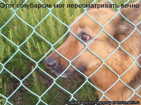 Этот сон барсик мог пересматривать вечно... Котоматрица: Этот сон барсик мог пересматривать вечно