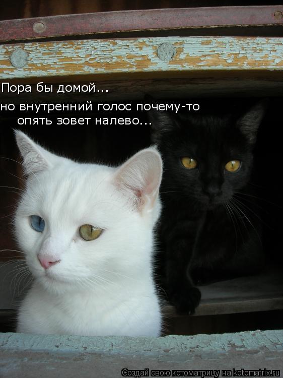 Пора бы домой... но внутренний голос почему-то опять зовет налево...... Котоматрица: Пора бы домой... но внутренний голос почему-то опять зовет налево...