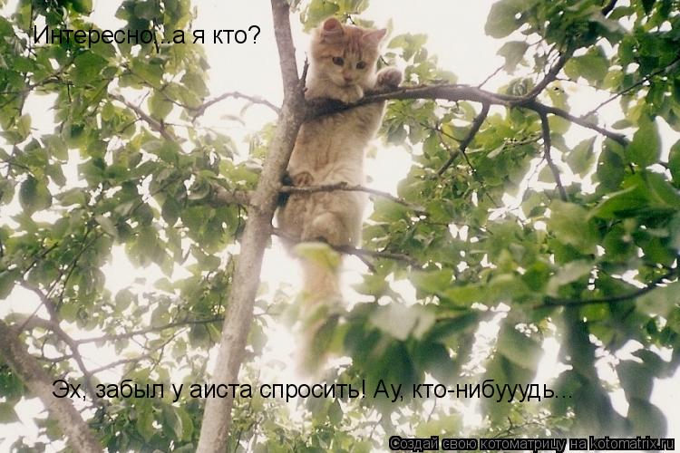 Интересно...а я кто? Эх, забыл у аиста спросить! Ау, кто-нибууудь...... Котоматрица: Интересно...а я кто? Эх, забыл у аиста спросить! Ау, кто-нибууудь...