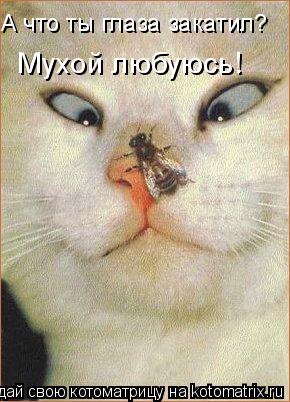 А что ты глаза закатил? Мухой любуюсь!... Котоматрица: А что ты глаза закатил? Мухой любуюсь!