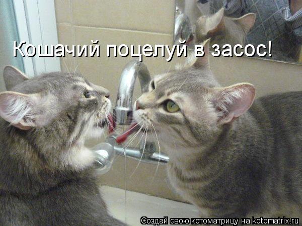 Кошачий поцелуй в засос!... Котоматрица: Кошачий поцелуй в засос!