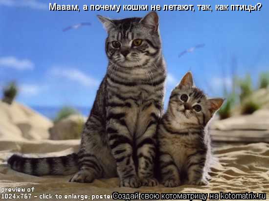 Мааам, а почему кошки не летают, так, как птицы?... Котоматрица: Мааам, а почему кошки не летают, так, как птицы?