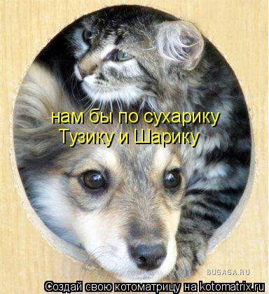 нам бы по сухарику Тузику и Шарику... Котоматрица: нам бы по сухарику Тузику и Шарику