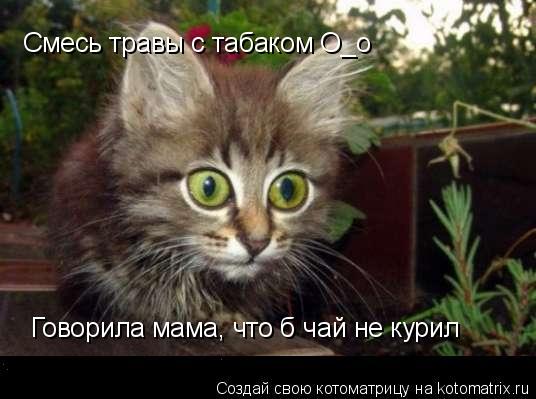 Смесь травы с табаком О_о Говорила мама, что б чай не курил... Котоматрица: Смесь травы с табаком О_о Говорила мама, что б чай не курил