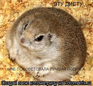 ЭТУ ДИЕТУ ,,, МНЕ ПОСОВЕТОВАЛА ЛУЧШАЯ ПОДРУГА... Котоматрица: ЭТУ ДИЕТУ ,,, МНЕ ПОСОВЕТОВАЛА ЛУЧШАЯ ПОДРУГА