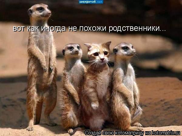 вот как иногда не похожи родственники...... Котоматрица: вот как иногда не похожи родственники...