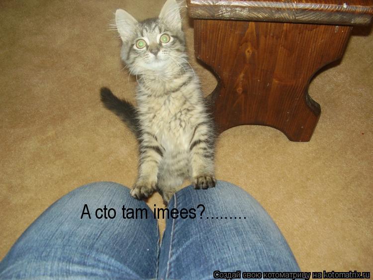 A cto tam imees?............ Котоматрица: A cto tam imees?.........