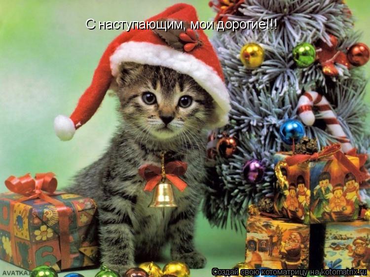 С наступающим, мои дорогие!!! С наступающим, мои дорогие!!!... Котоматрица: С наступающим, мои дорогие!!! С наступающим, мои дорогие!!!