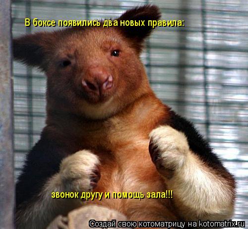 В боксе появились два новых правила: звонок другу и помощь зала!!!... Котоматрица: В боксе появились два новых правила: звонок другу и помощь зала!!!