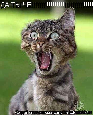 ДА ТЫ ЧЕ!!!!!!!!!!!!!!!!!!!!!!!!!!!!!!!!!!... Котоматрица: ДА ТЫ ЧЕ!!!!!!!!!!!!!!!!!!!!!!!!!!!!!!!!!!