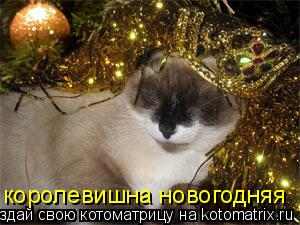 королевишна новогодняя... Котоматрица: королевишна новогодняя