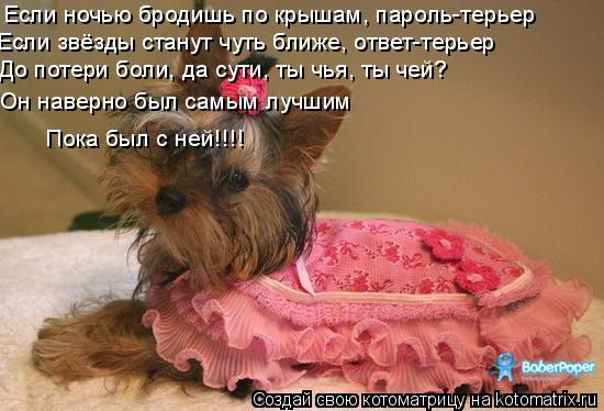 Если ночью бродишь по крышам, пароль-терьер Если звёзды станут чуть ближе, ответ-терьер До потери бол... Котоматрица: Если ночью бродишь по крышам, пароль-терьер Если звёзды станут чуть ближе, ответ-терьер До потери боли, да сути, ты чья, ты чей? Пока был с ней!