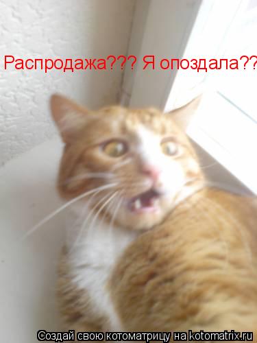 Распродажа??? Я опоздала???... Котоматрица: Распродажа??? Я опоздала???