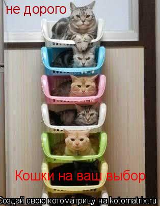 Кошки на ваш выбор не дорого... Котоматрица: Кошки на ваш выбор не дорого