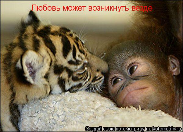 Любовь может возникнуть везде... Котоматрица: Любовь может возникнуть везде