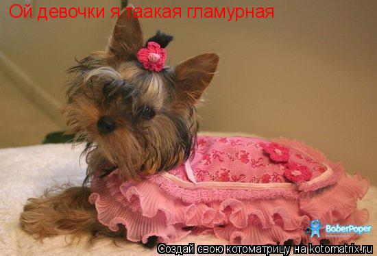 Ой девочки я таакая гламурная... Котоматрица: Ой девочки я таакая гламурная