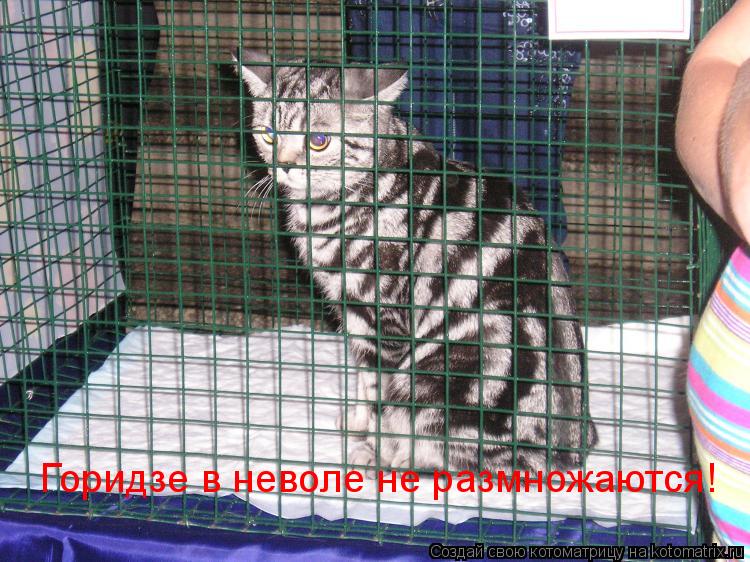 Горидзе в неволе не размножаются!... Котоматрица: Горидзе в неволе не размножаются!