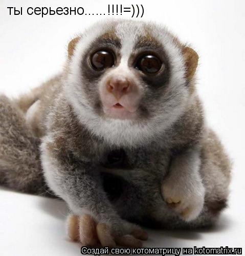 ты серьезно......!!!!=)))... Котоматрица: ты серьезно......!!!!=)))