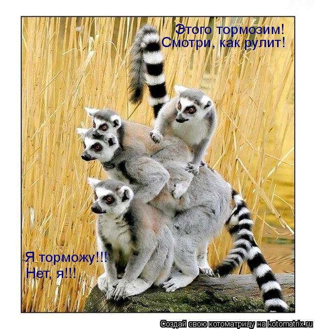 Этого тормозим! Смотри, как рулит! Я торможу!!! Нет, я!!!... Котоматрица: Этого тормозим! Смотри, как рулит! Я торможу!!! Нет, я!!!