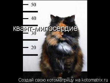 квант-милосердие... Котоматрица: квант-милосердие