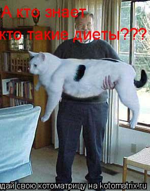 А кто знает кто такие диеты???... Котоматрица: А кто знает кто такие диеты???