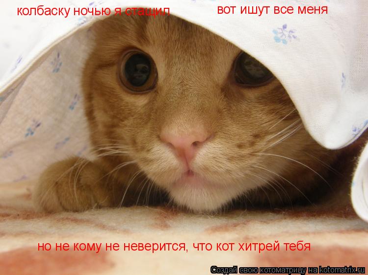 колбаску ночью я стащил вот ишут все меня но не кому не неверится, что кот хитрей тебя но не кому не ... Котоматрица: колбаску ночью я стащил вот ишут все меня но не кому не неверится, что кот хитрей тебя но не кому не неверится, что кот хитрей тебя