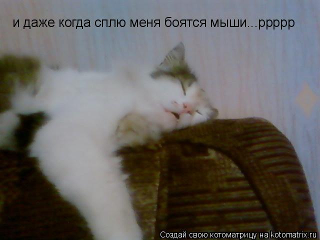 и даже когда сплю меня боятся мыши...ррррр... Котоматрица: и даже когда сплю меня боятся мыши...ррррр