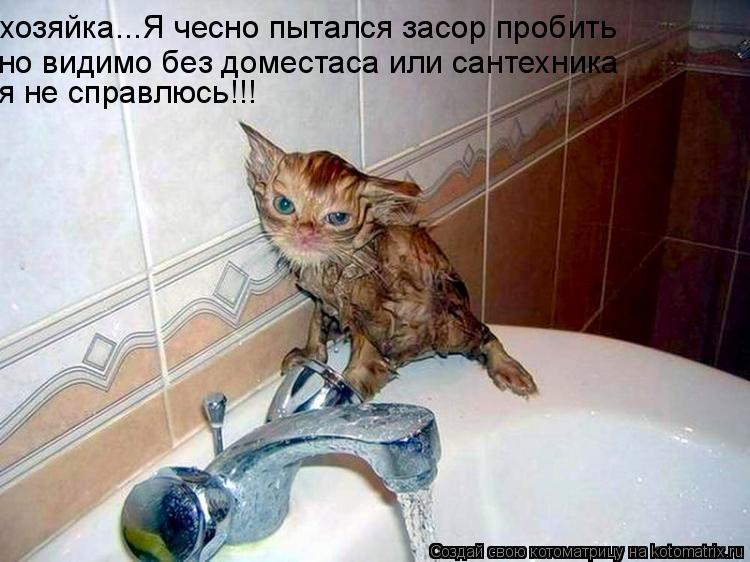 но видимо без доместаса или сантехника хозяйка...Я чесно пытался засор пробить я не справлюсь!!!... Котоматрица: но видимо без доместаса или сантехника хозяйка...Я чесно пытался засор пробить я не справлюсь!!!