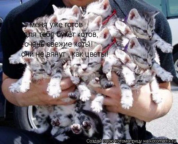 у меня уже готов для тебя букет котов, очень свежие коты! они не вянут , как цветы!... Котоматрица: у меня уже готов для тебя букет котов, очень свежие коты! они не вянут , как цветы!