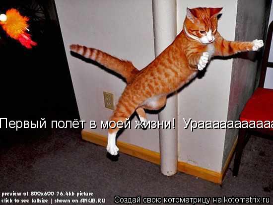 Первый полёт в моей жизни! Урааааааааааа!!!!!!!!!... Котоматрица: Первый полёт в моей жизни! Урааааааааааа!!!!!!!!!