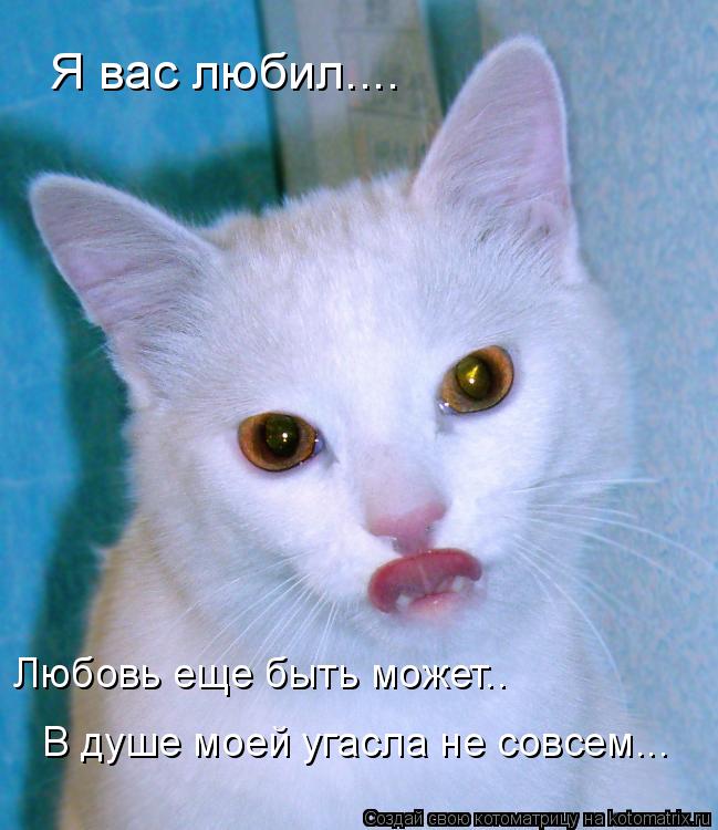 Я вас любил.... Любовь еще быть может.. В душе моей угасла не совсем...... Котоматрица: Я вас любил.... Любовь еще быть может.. В душе моей угасла не совсем...