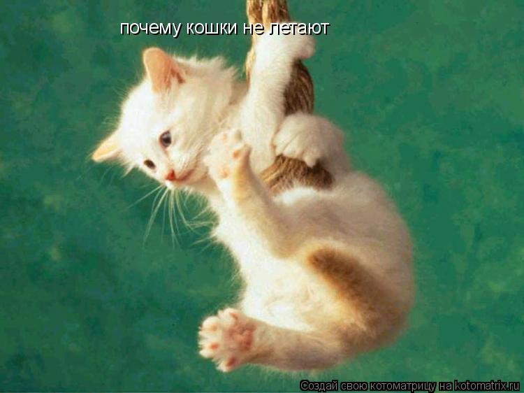 почему кошки почему кошки не летают почему кошки не летают... Котоматрица: почему кошки почему кошки не летают почему кошки не летают