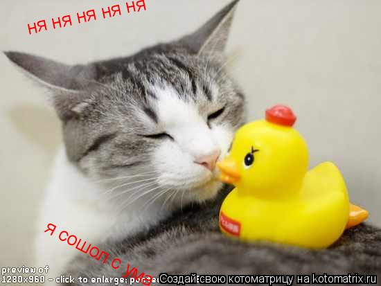 ня ня ня ня ня я сошол с ума... Котоматрица: ня ня ня ня ня я сошол с ума