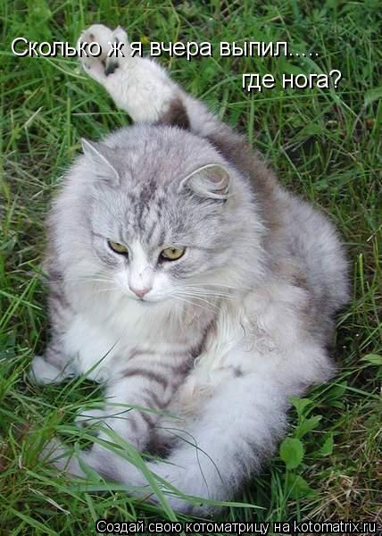 Сколько ж я вчера выпил..... ног не соберу. Сколько ж я вчера выпил..... где нога?... Котоматрица: Сколько ж я вчера выпил..... ног не соберу. Сколько ж я вчера выпил..... где нога?